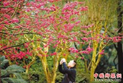 <b>南山将建中央山地公园</b>