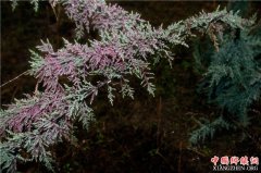 <b>四川：宜宾江安发现国内最大规模疏花水柏枝 属极度濒危灭绝物种</b>