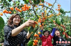 <b>浙江诸暨短柄樱桃被认定国家地理标志农产品</b>