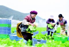<b>贵州：兴义无公害蔬菜助百姓增收</b>