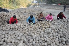 <b>陕西省岚皋县：村民种植魔芋 “喜”到蒋家关</b>