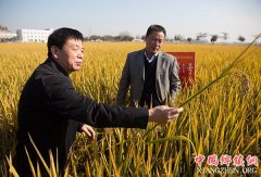 <b>国家科技奖3项授予“水稻科学家”，预示百姓饭碗将发生哪些革命？</b>
