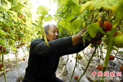 <b>宁夏简泉村：整村发展设施农业 助力农民增收致富</b>