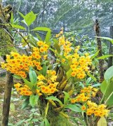 <b>云南龙陵县：林下有“黄金”掘出致富路</b>