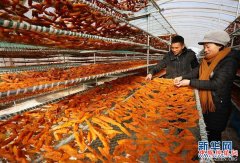 <b>河北卢龙：鲜食甘薯深加工促增收</b>