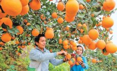 <b>贵州省榕江县大力发展优质脐橙产业</b>