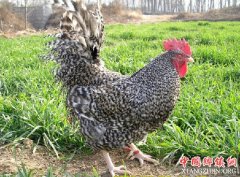 <b>贫困户养殖芦花鸡 啄开“致富门”</b>