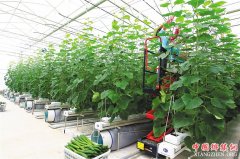 <b>海南打造“三产融合”新业态 扎实推动农业农村现代化</b>