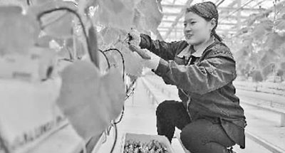 今年农产品价格呈何走势