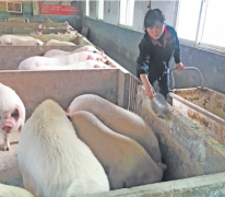 <b>重庆荣昌：女猪倌“养”成了致富带头人</b>