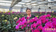<b>内蒙古包头：花卉大棚种出致富路</b>