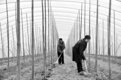 <b>何立杰：“葡萄村主任”搭起村民“致富棚”</b>