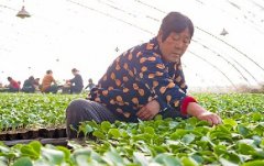 <b>河北：“订单育苗”助脱贫</b>
