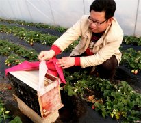 <b>山东郯城：蜜蜂飞进大棚“打工”成致富“新宠儿”</b>