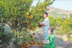 <b>保山昌宁：农业规模化提振乡村经济</b>