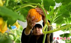 <b>蔬菜订单直销 保障节日供应</b>