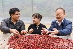 <b>云南宁洱：咖啡种植产业带动山区农民脱贫增收</b>