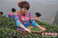 <b>贵州石仟县：“最美茶乡”长出致富苔茶</b>