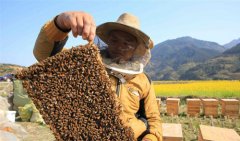 <b>春来花开采蜜忙</b>