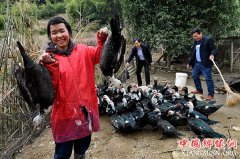 <b>福建：贫困户张赛玉养鸭脱贫</b>