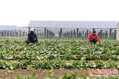 <b>江苏海门：加快农业科技示范基地建设</b>