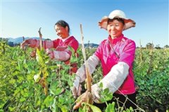 <b>姚安：豌豆套种促农增收</b>