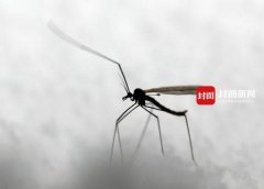 <b>四川地区首次发现罕见＂冬大蚊＂</b>