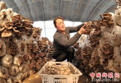 <b>河北东光：特色种植开拓富民路</b>