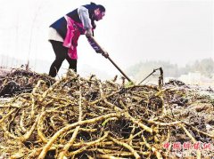 <b>山间野草成为酉阳涂市乡地灵村村民的＂致富草＂</b>