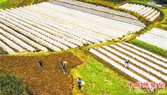 <b>人勤春来早</b>