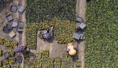 <b>“美丽产业”助农增收</b>