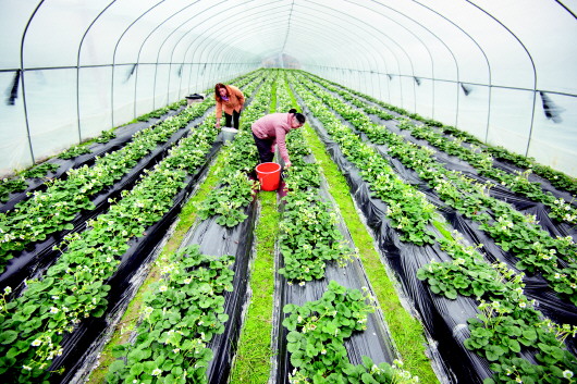 草莓铺就致富路