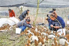 <b>云南贡山：种植羊肚菌 拓宽增收路</b>