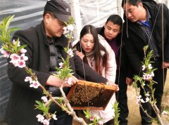 <b>山东：“蜂王”任金恒50天赚了一万多</b>