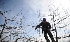 <b>人勤春来早 果农备耕忙</b>