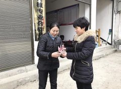 <b>她不当老板娘回乡创业 带留守妇女种药材挣钱</b>