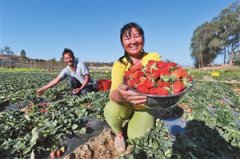 <b>云南永仁：草莓产业促增收</b>