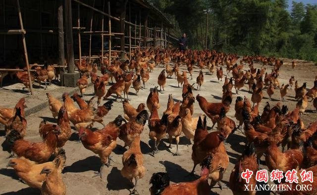 泸州：合江扶贫攻坚歌一曲，唱得巴适