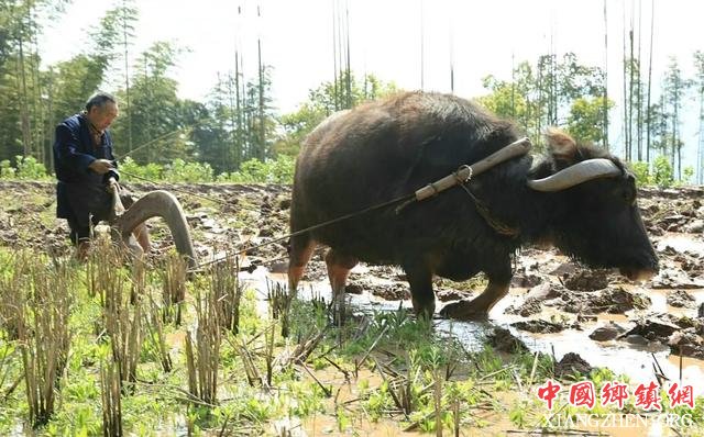 泸州：合江扶贫攻坚歌一曲，唱得巴适