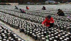 <b>汉中盆地农事忙</b>