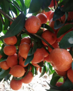 <b>砂糖橘神话破灭，墙倒众人推</b>