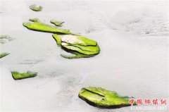 <b>江津莲花石时隔11年再度露出水面 曾铭刻＂重庆版＂桃花扇传奇</b>