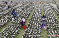 <b>贵州印江食用菌丰收 助农脱贫增收</b>