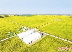 <b>辛勤耕耘 收获“黄金”</b>