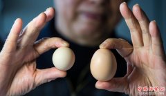 <b>杭州大伯买到罕见圆形鸡蛋 出现概率十亿分之一</b>