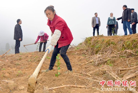 【区县联动】【石柱】石柱:丑柑落户马武助长效脱贫 【区县联动】【石柱】石柱:丑柑落户马武助长效脱贫