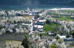 <b>四川：金川县梨花铺就乡村振兴路</b>