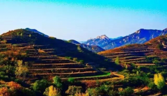 <b>日照：加快发展高效特色农业 夯实乡村振兴产业基础</b>