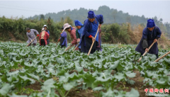 <b>贵州丹寨：春分时节农事忙</b>