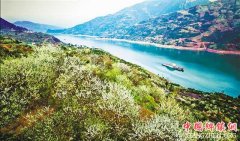 <b>重庆：巫山漫山遍野李花香</b>